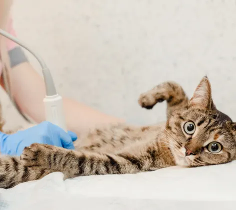 Cat Looking at Camera While Getting Ultrasound